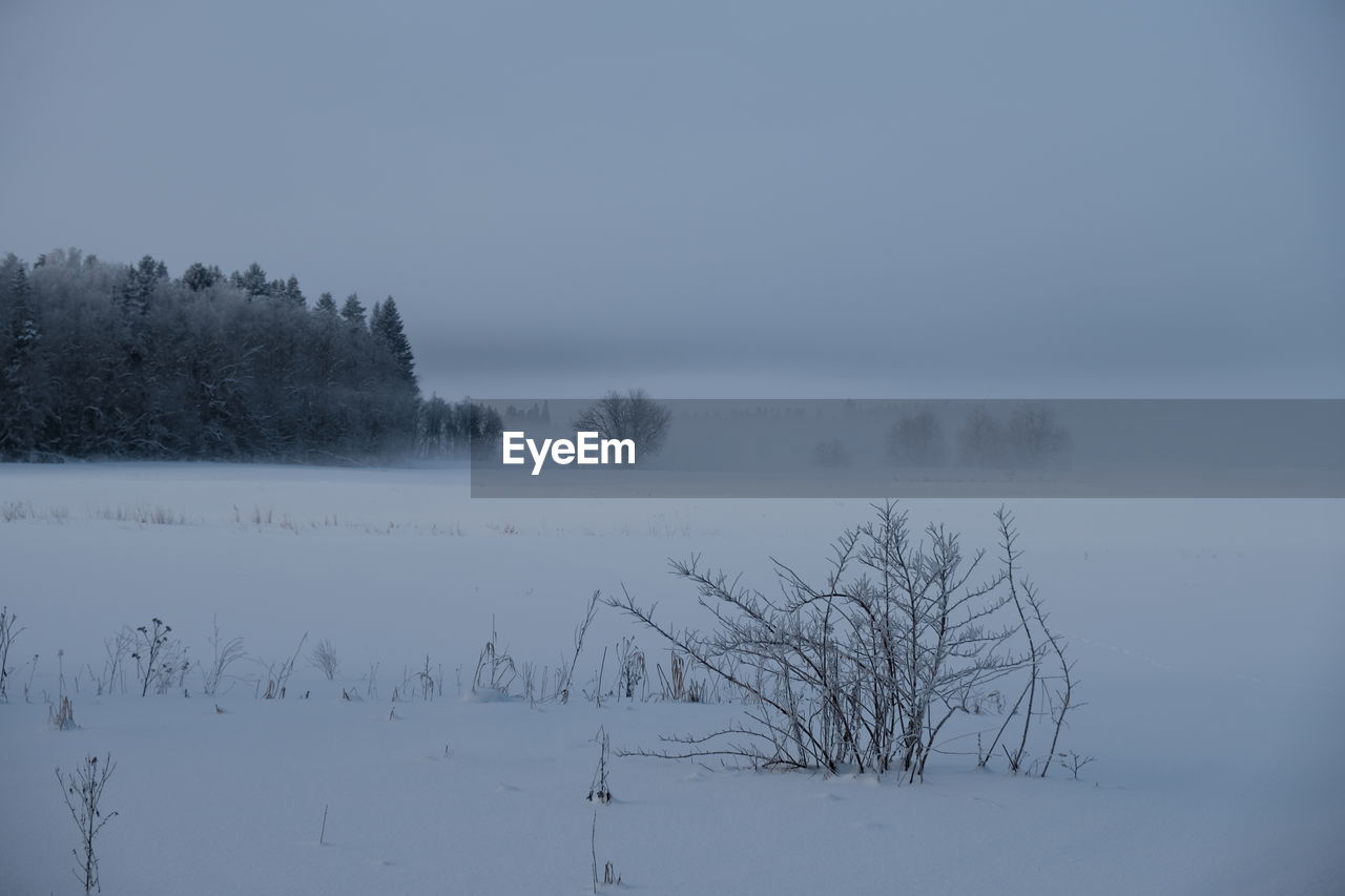 BARE TREE ON SNOW COVERED LAND