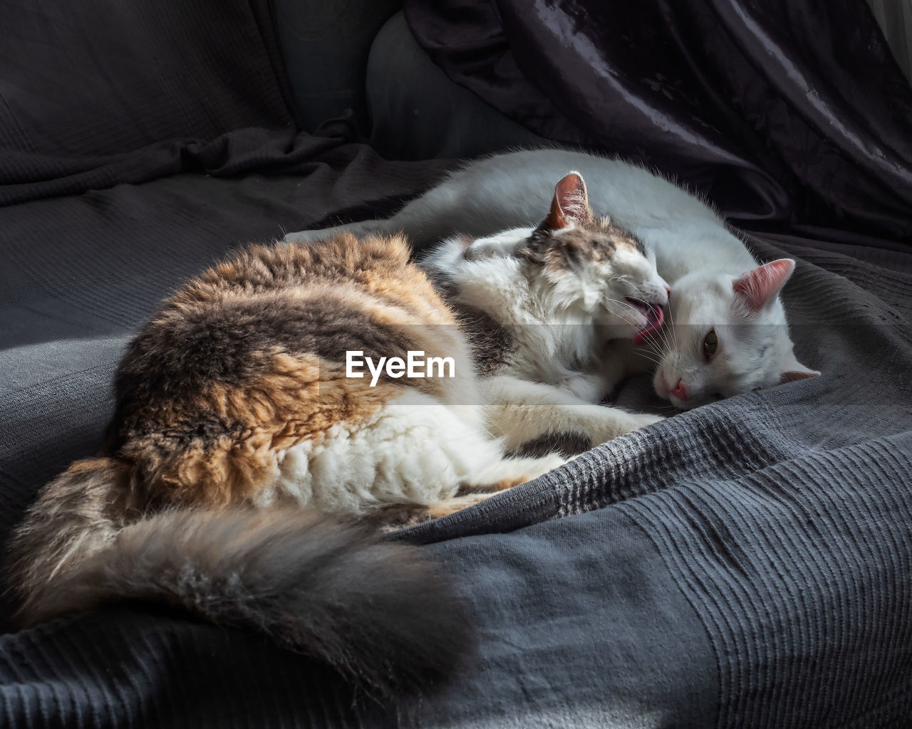 Home life of animals. two cats lying on a sofa in the room, a fluffy cat 