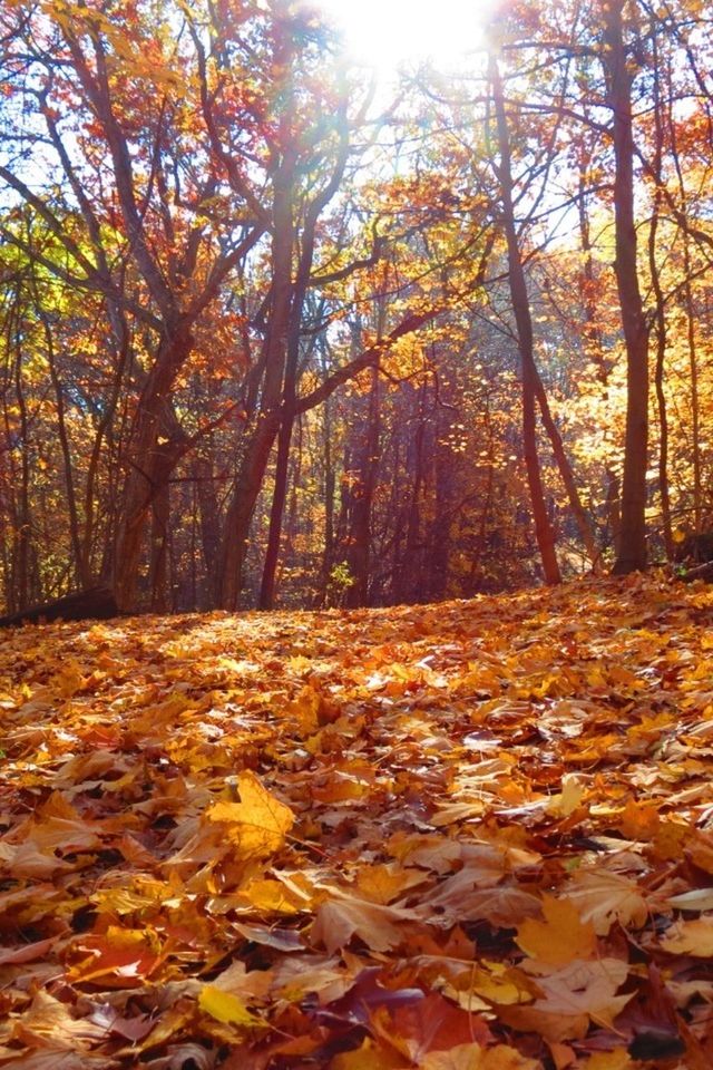 FALLEN LEAVES IN FOREST