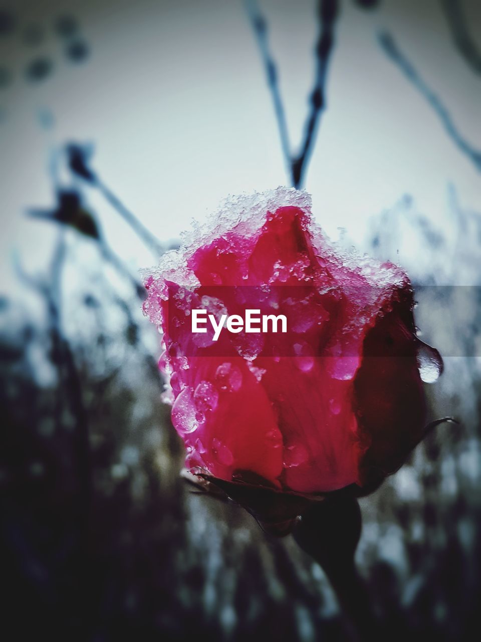 CLOSE-UP OF WET RED FLOWER IN SNOW