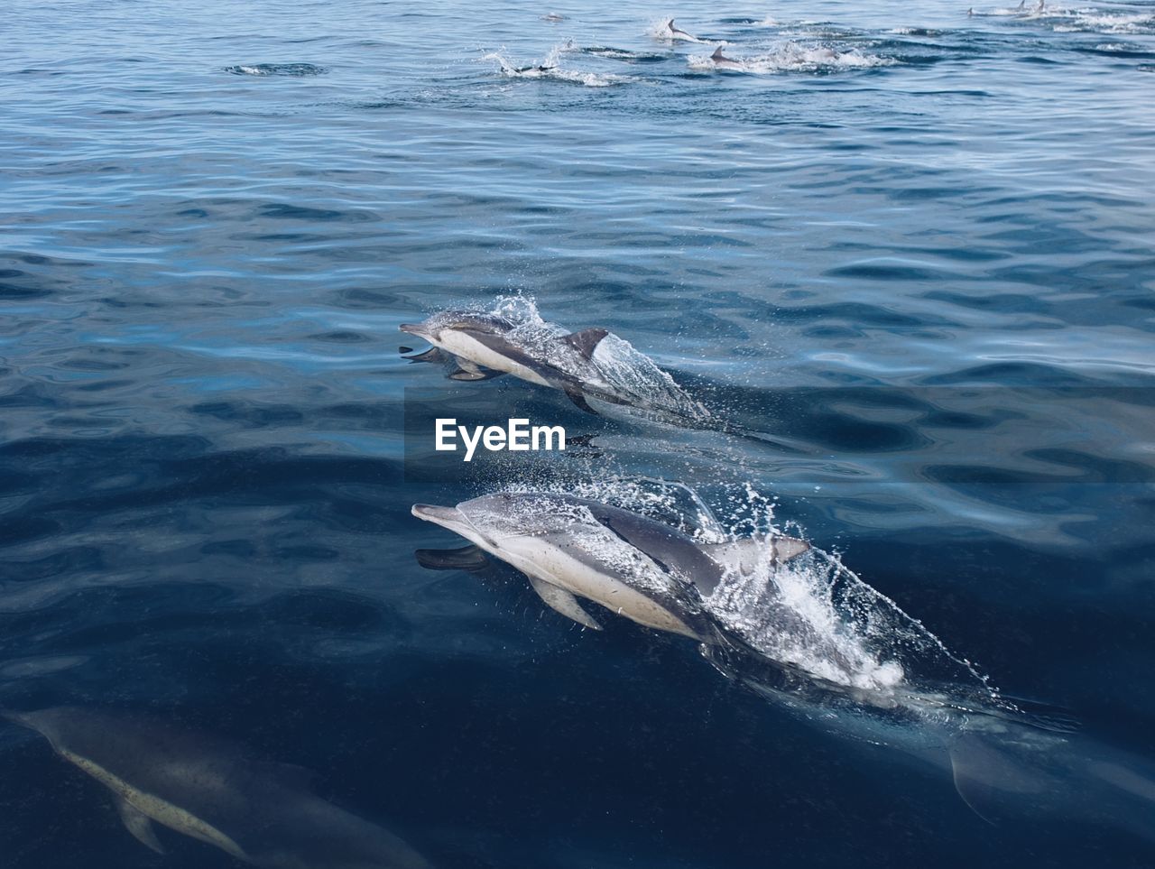 High angle view of swimming in sea