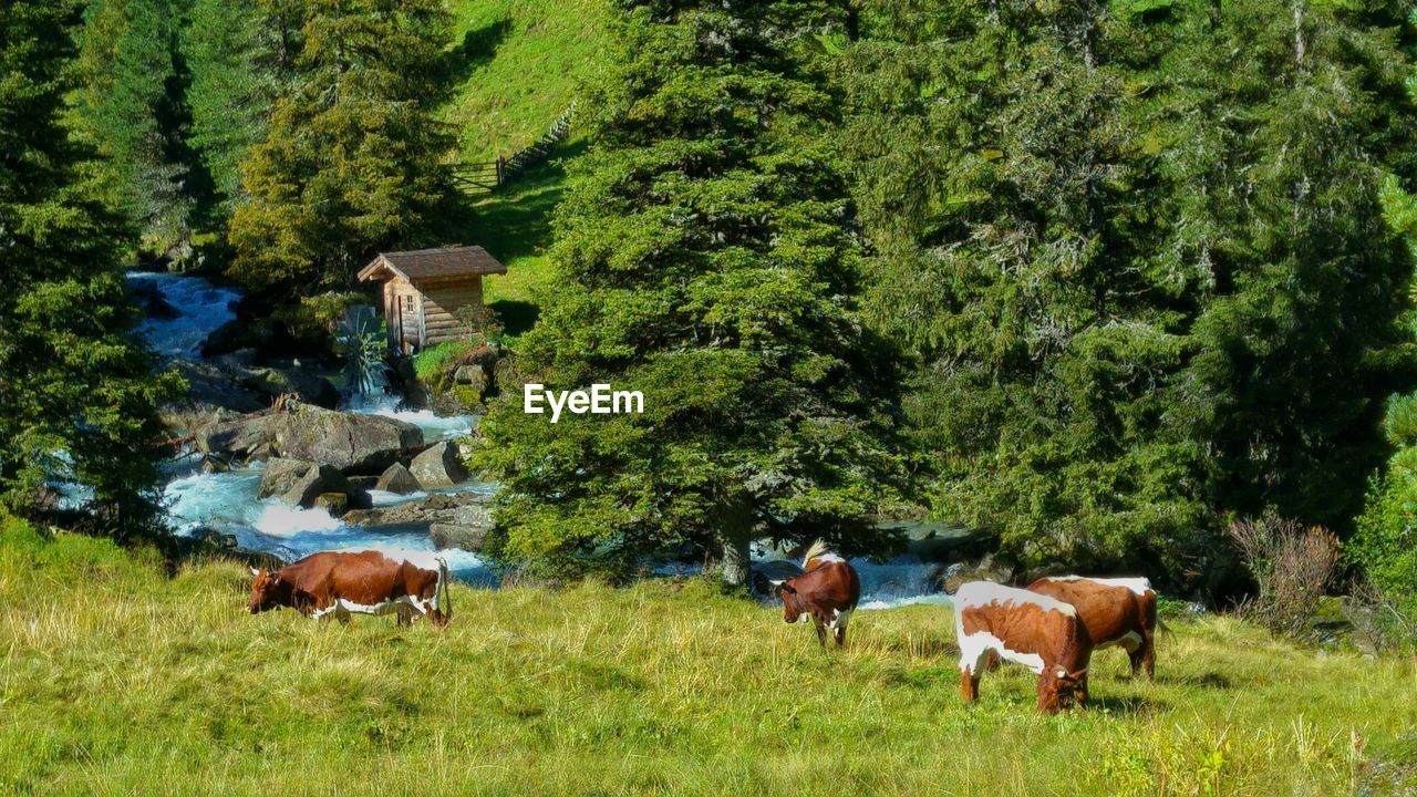 Cows grazing on field