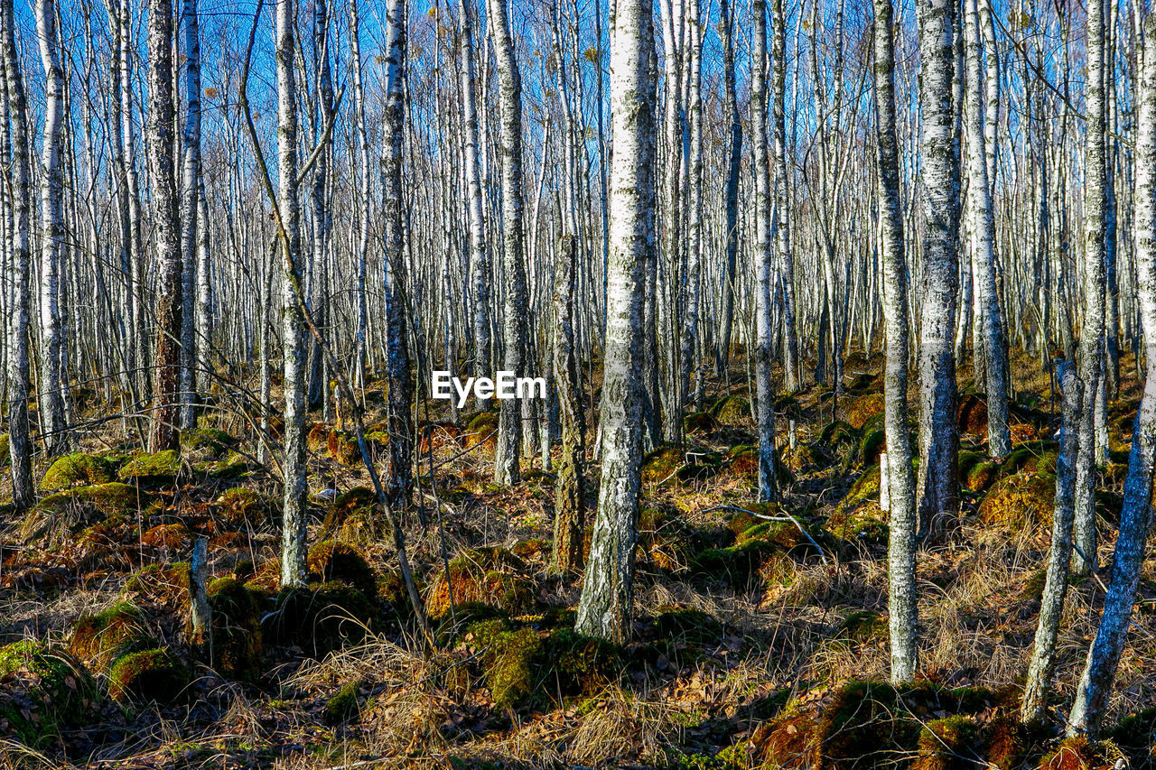 FULL FRAME SHOT OF TREES IN SUNLIGHT