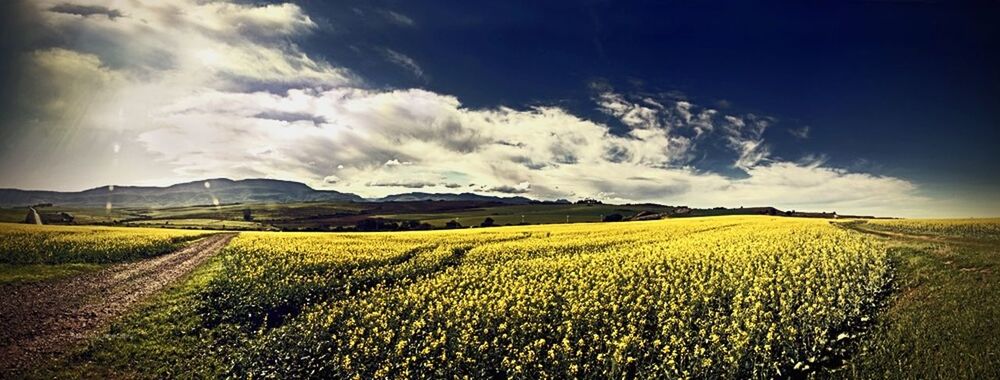 SCENIC VIEW OF RURAL LANDSCAPE