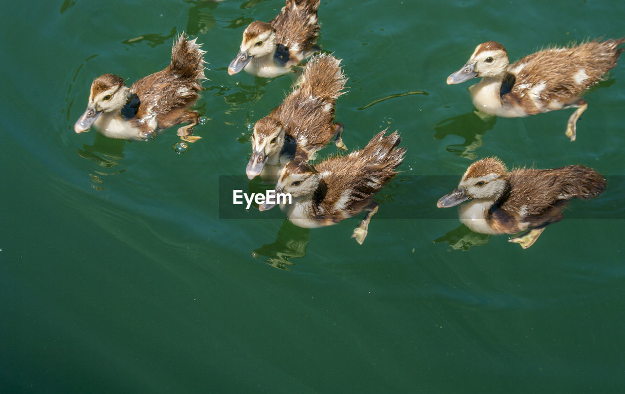 High angle view of ducklings swimming in lake