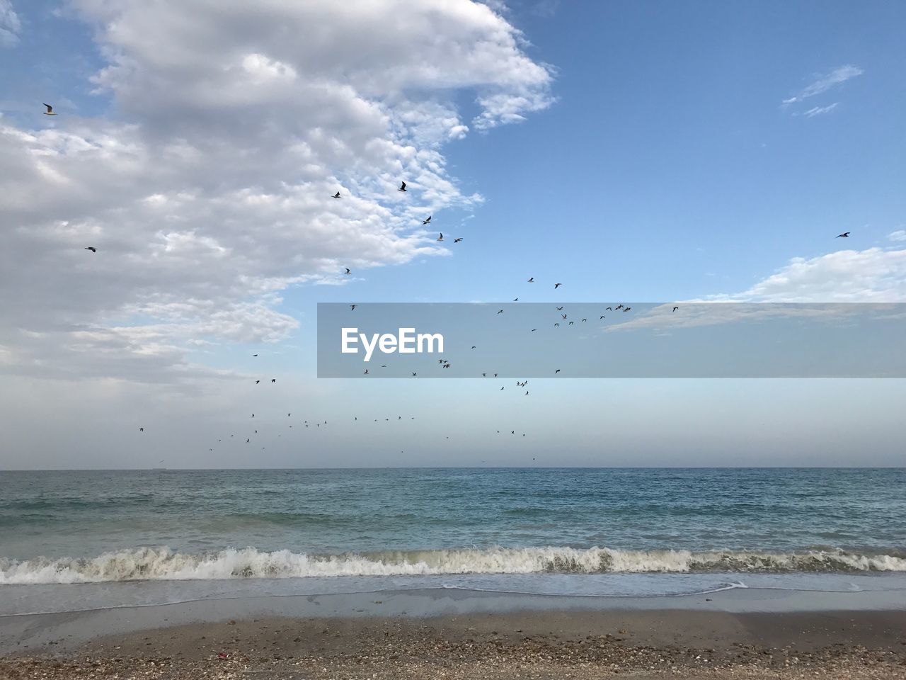 FLOCK OF BIRDS FLYING OVER SEA