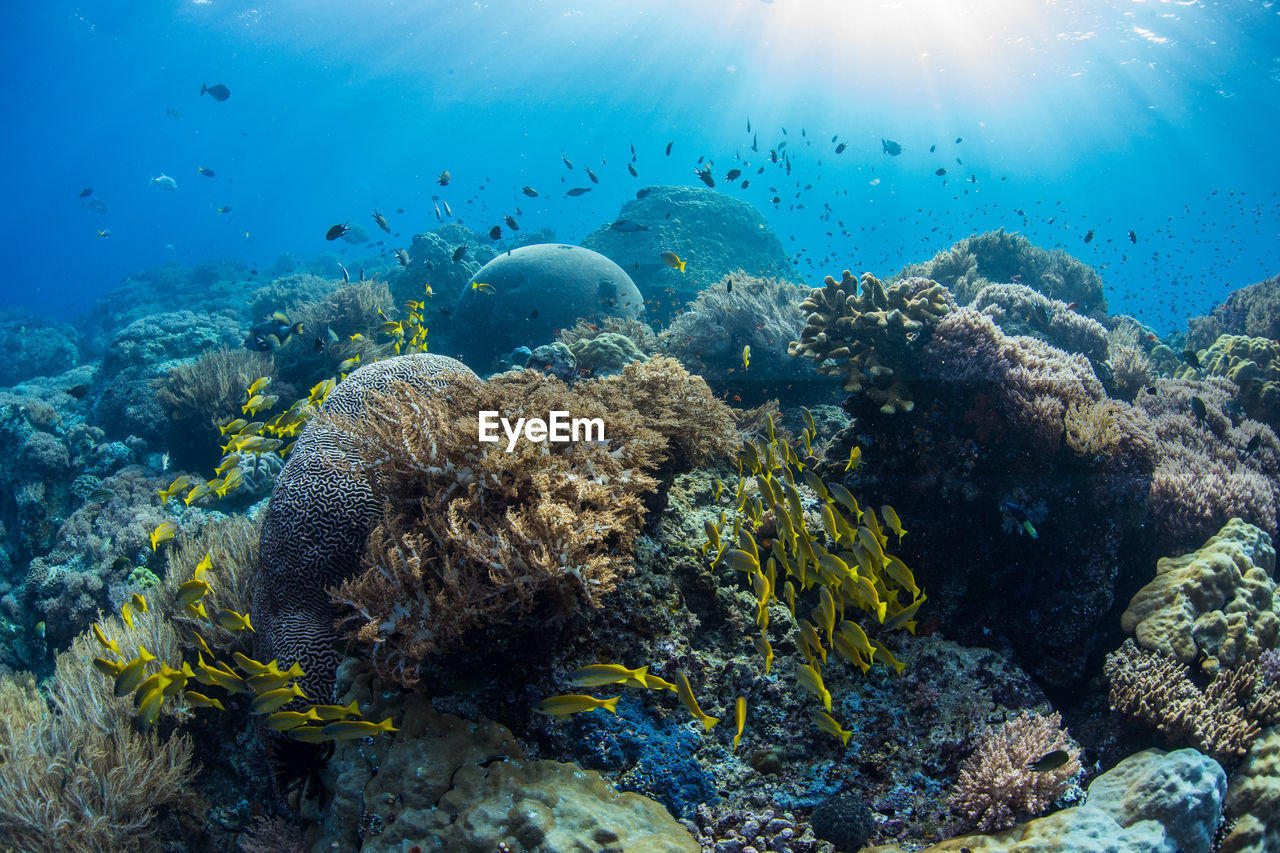 SCHOOL OF FISH SWIMMING IN SEA