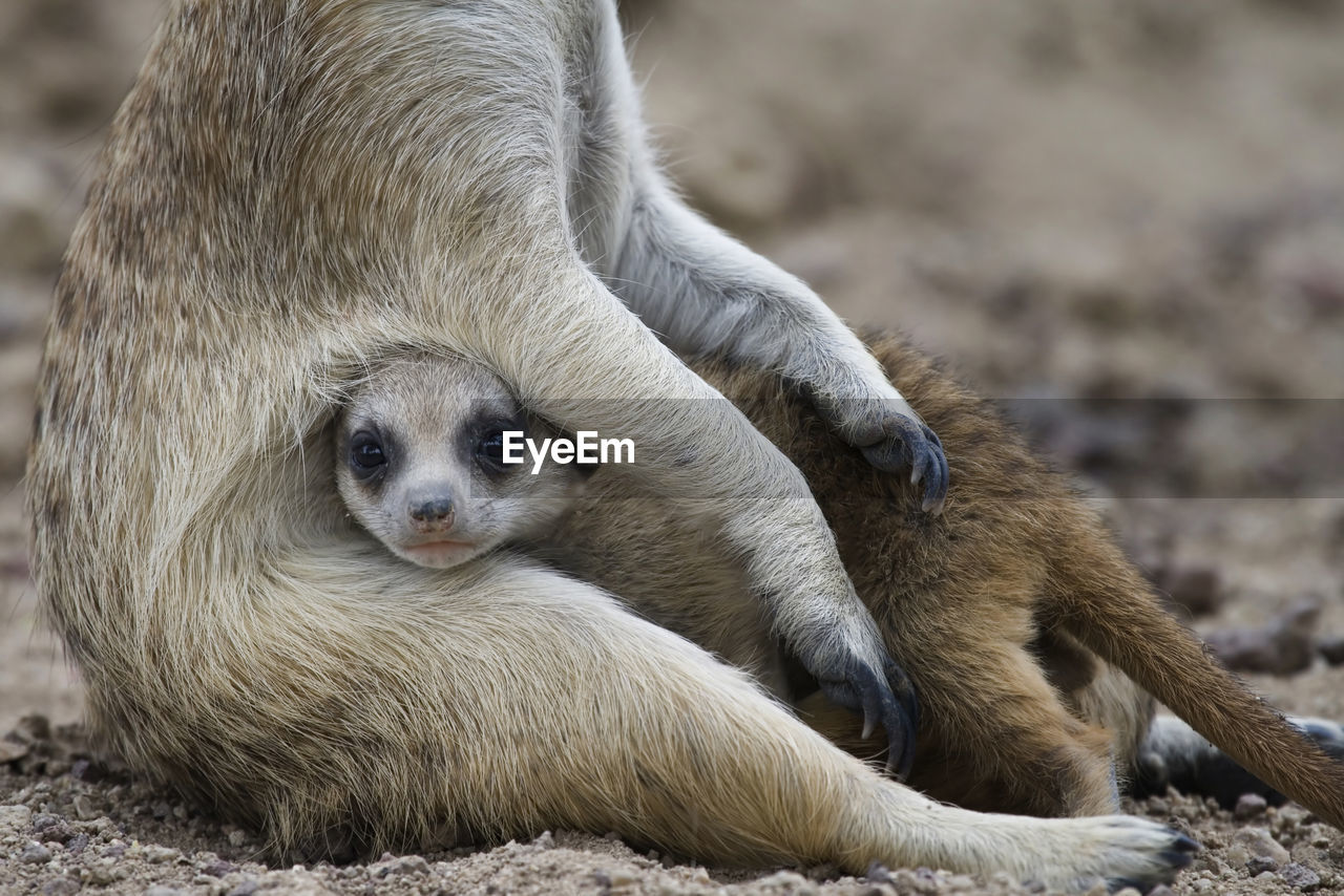 Close-up of meerkats sitting on field