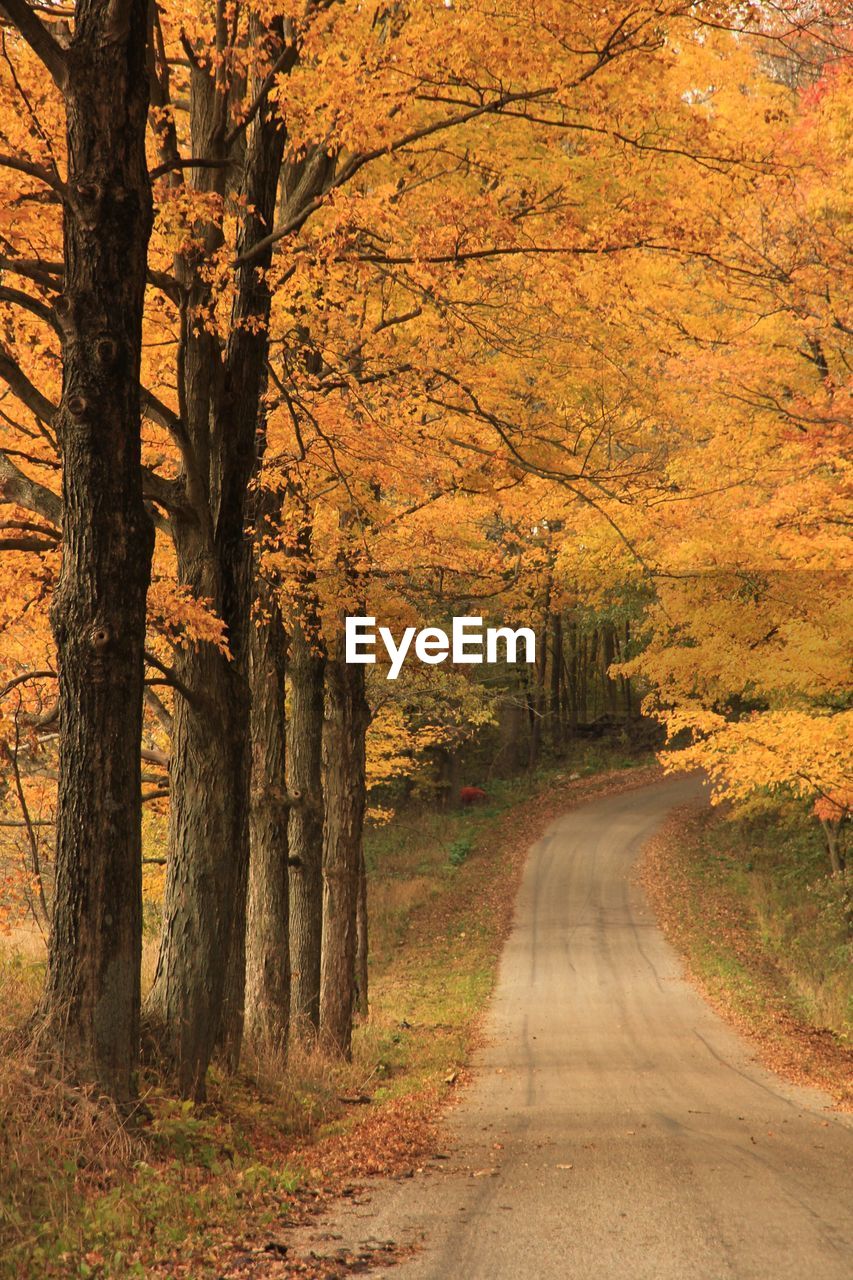 Dirt road amidst trees during autumn