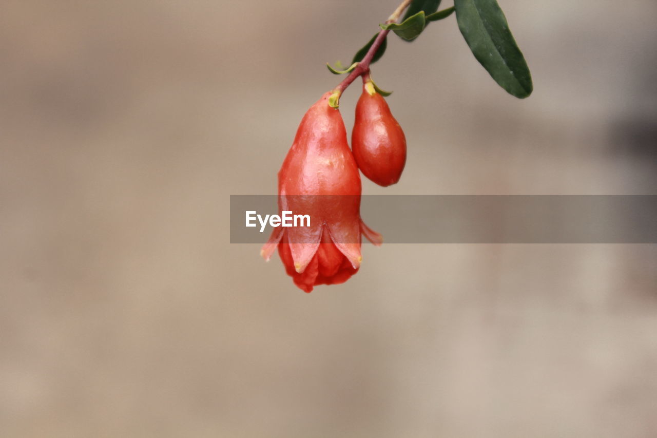 CLOSE-UP OF RED CHERRIES