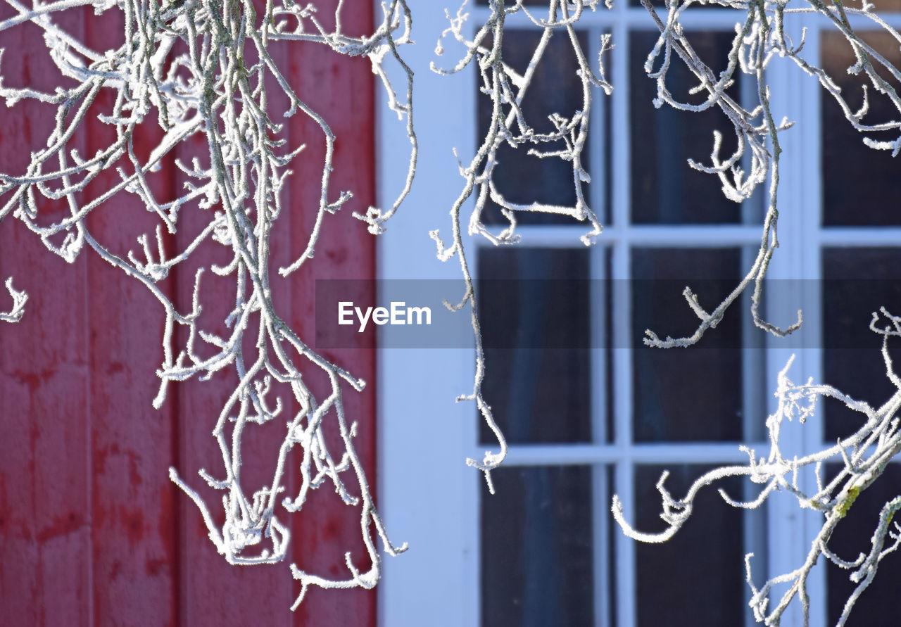 Close-up of frozen branch hanging against house during winter