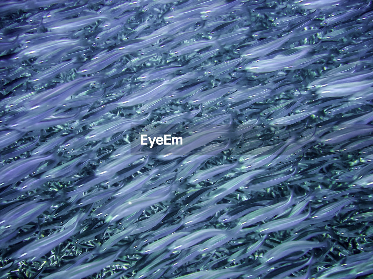 Full frame shot of fish swimming in sea