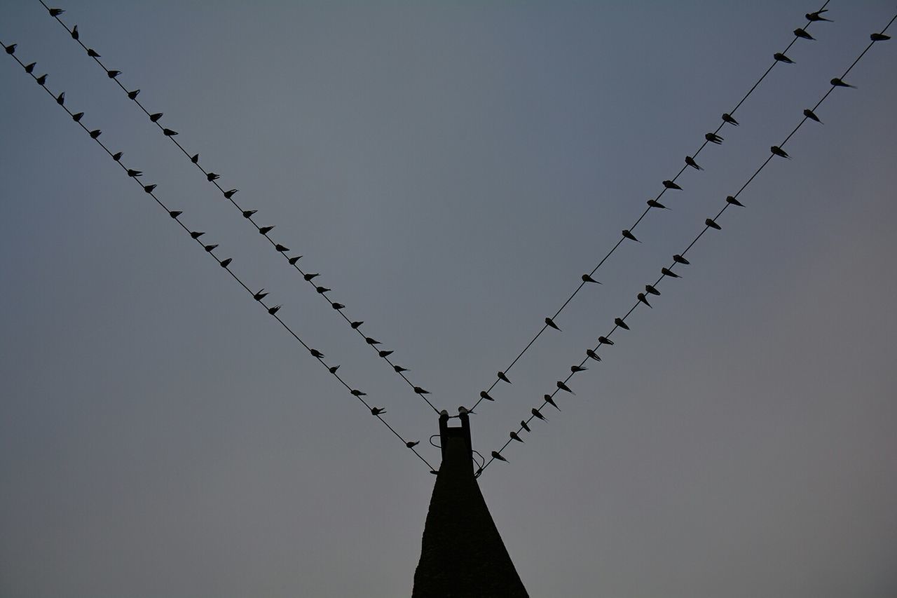 Low angle view of birds on electricity pylon against sky