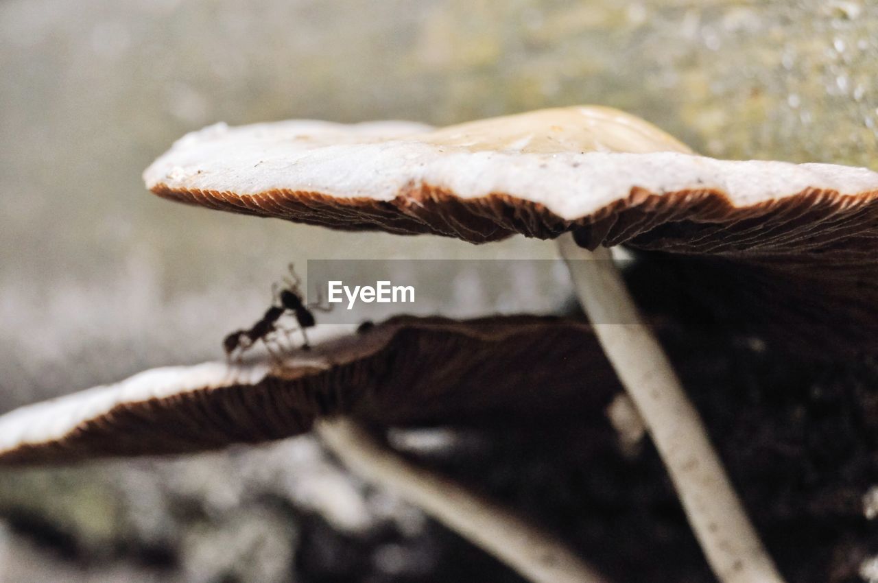 Two ants on mushroom