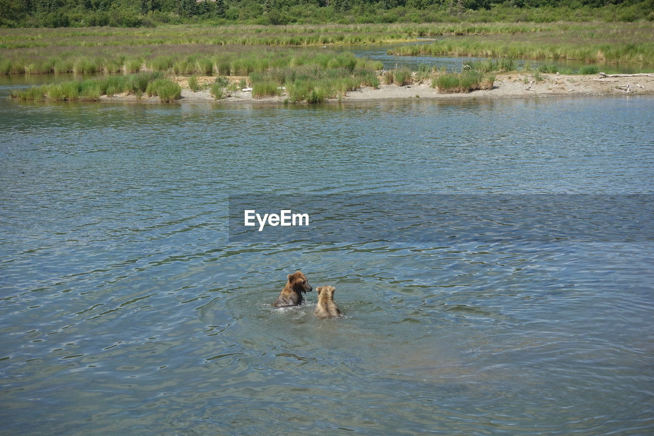 DOG SWIMMING IN WATER