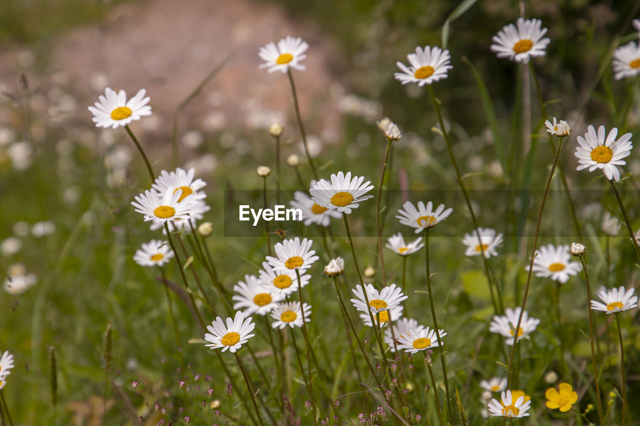 Daisies on meadow