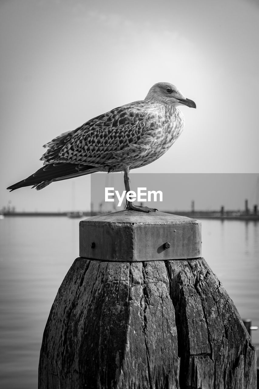 Close-up of bird perching on wooden post