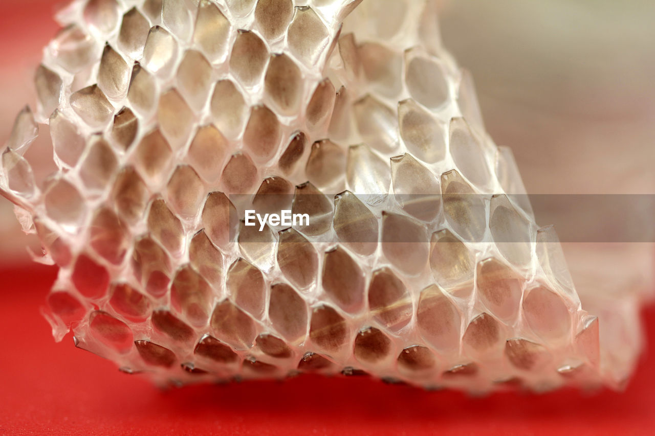 CLOSE-UP OF INSECT ON A WALL