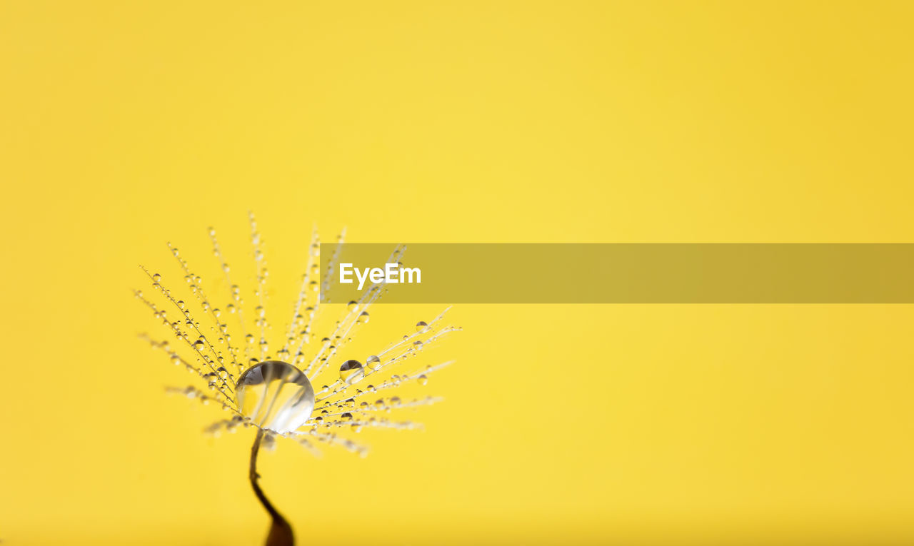 CLOSE-UP OF YELLOW DANDELION FLOWER AGAINST ORANGE BACKGROUND