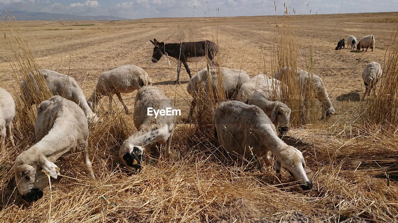 FLOCK OF SHEEP IN FARM