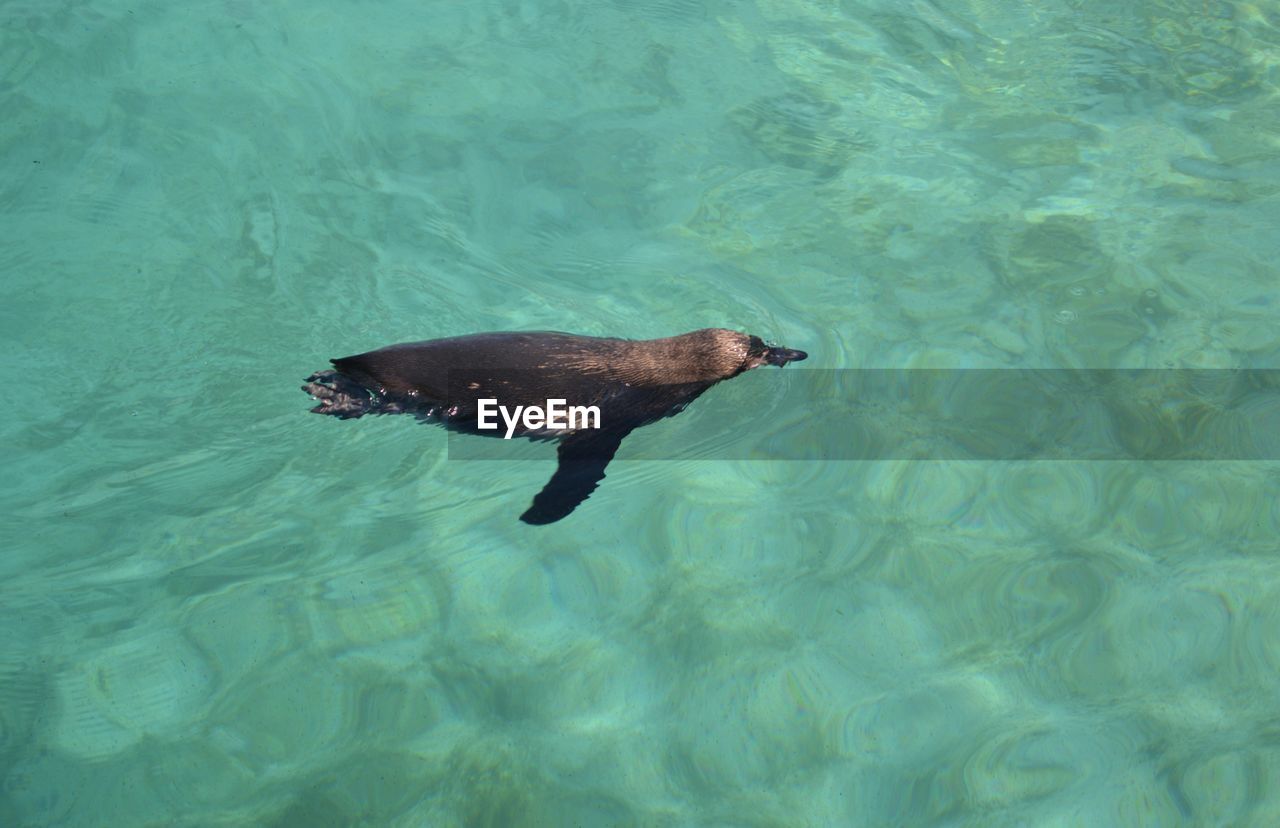 HIGH ANGLE VIEW OF TURTLE SWIMMING IN SEA