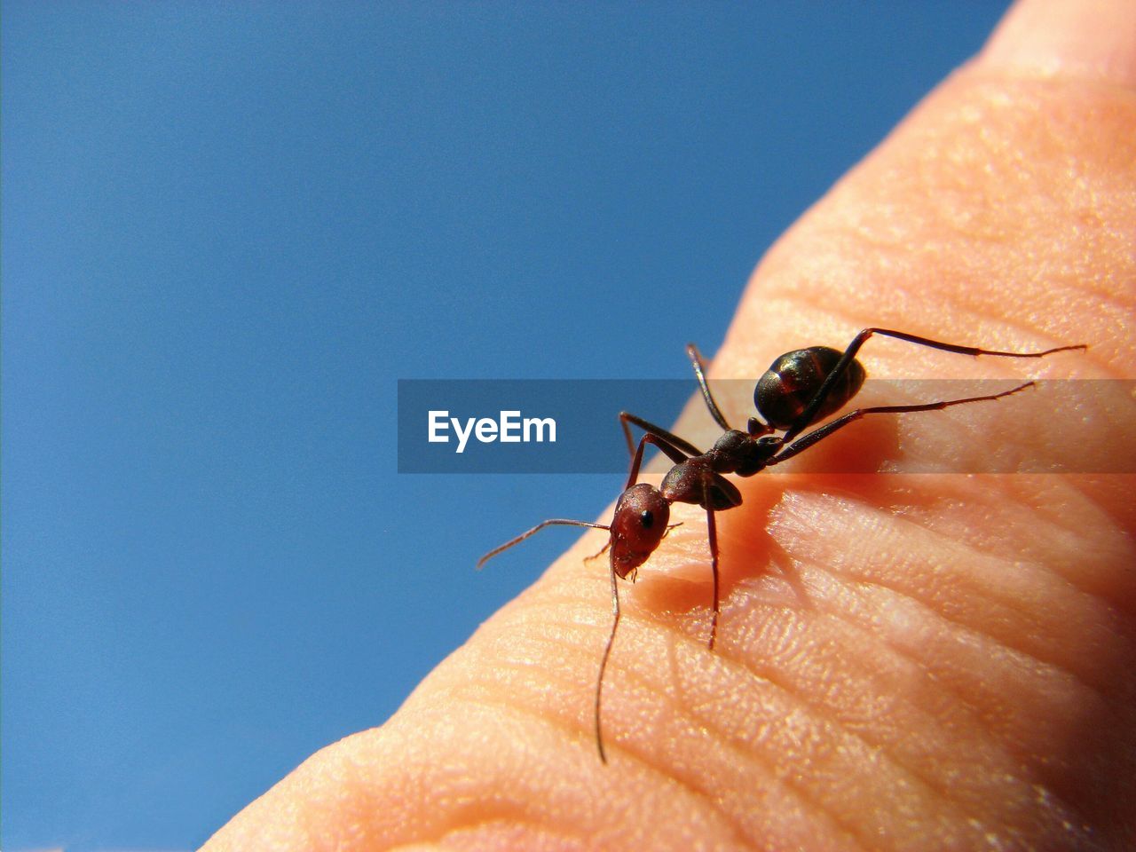 Close-up of ant on human finger against clear blue sky