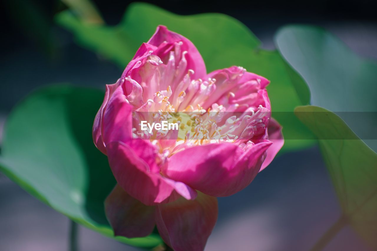 Close-up of pink rose flower