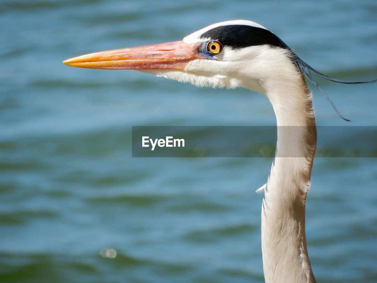 Close-up of a heron