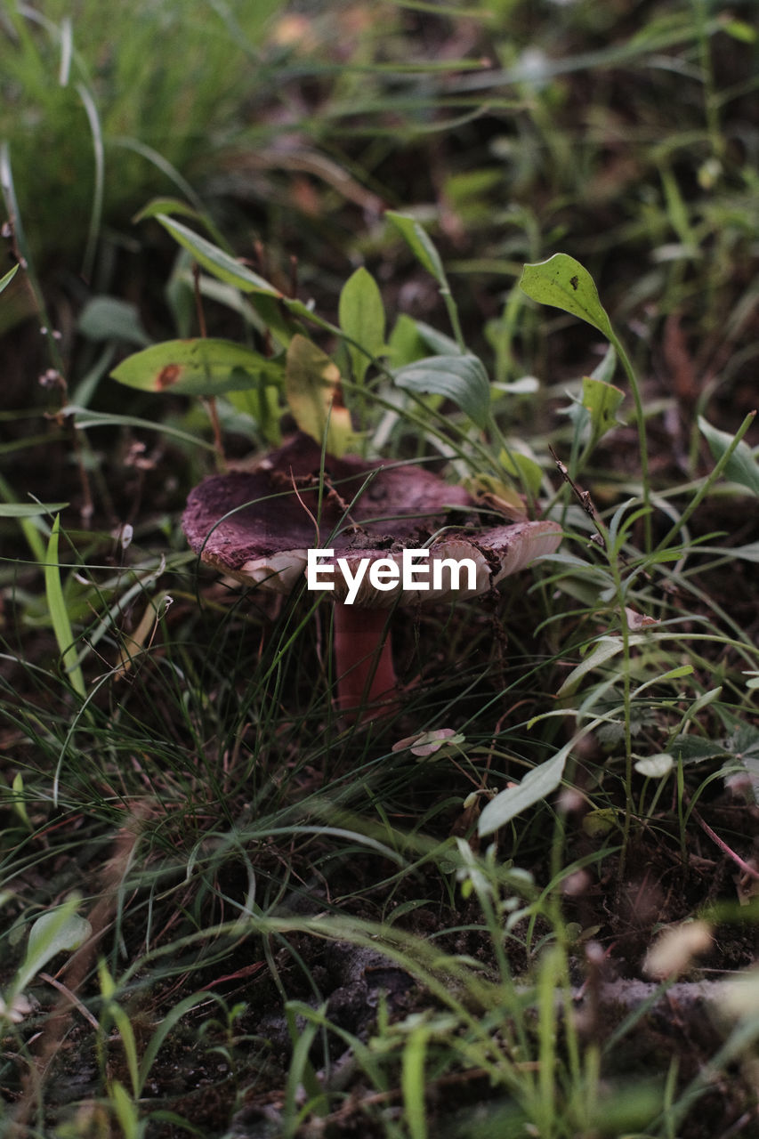 CLOSE-UP OF LIZARD ON ROCK