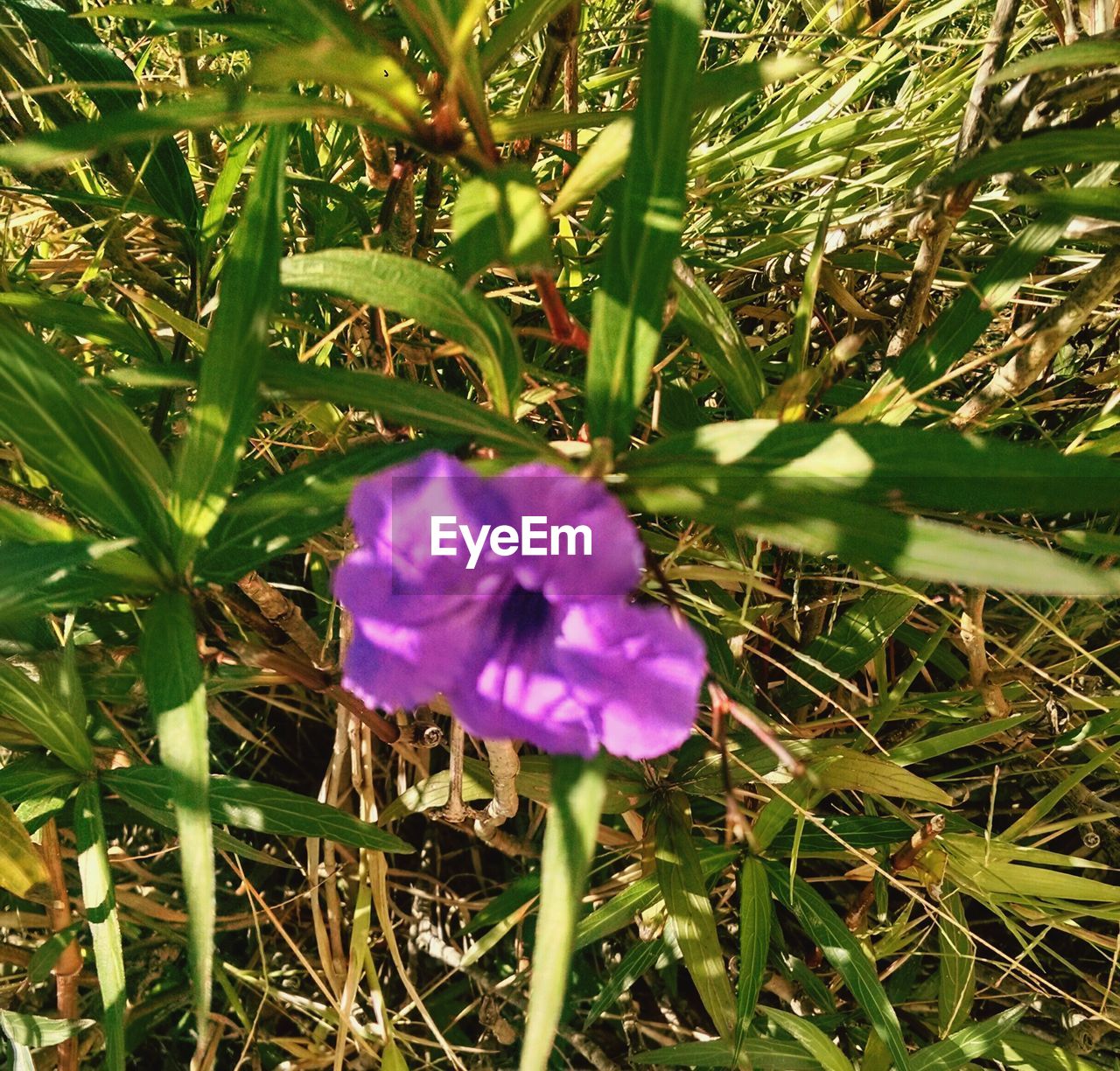 CLOSE-UP OF PURPLE FLOWER BLOOMING IN FIELD