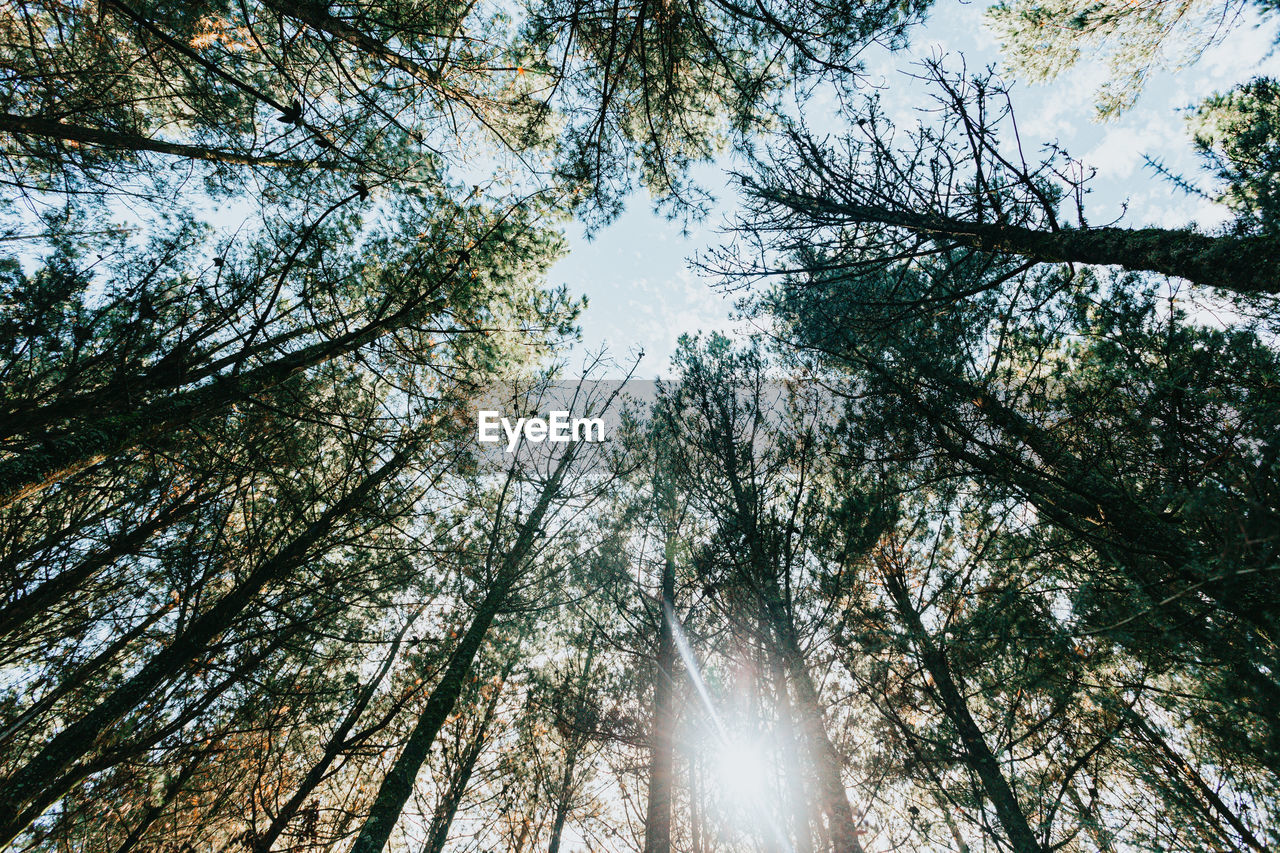 LOW ANGLE VIEW OF SUN STREAMING THROUGH TREES