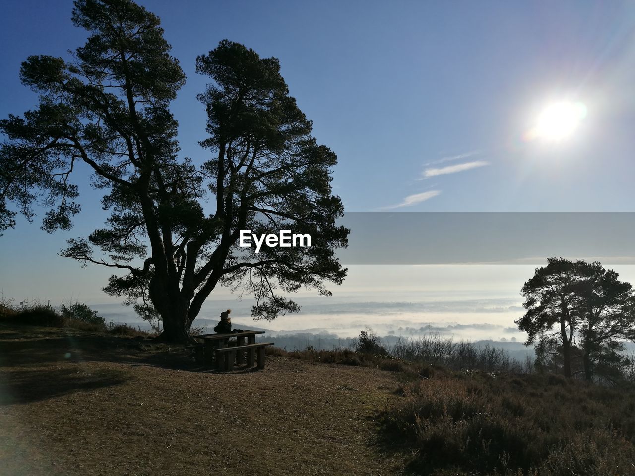 TREES ON BEACH AGAINST SKY