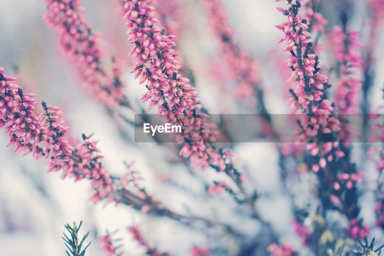 Close-up of flower tree against sky