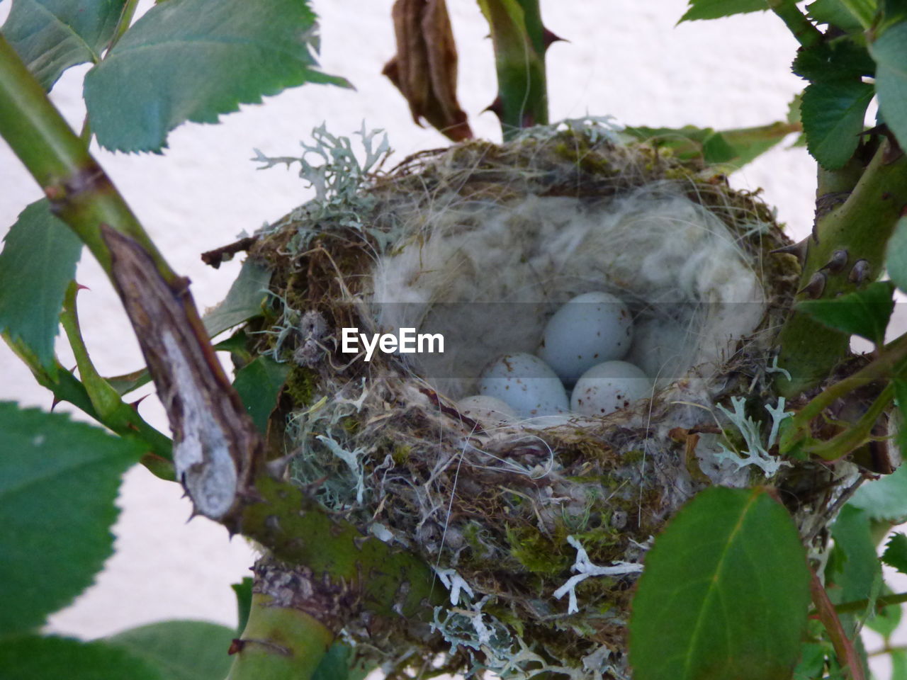 HIGH ANGLE VIEW OF NEST ON PLANT