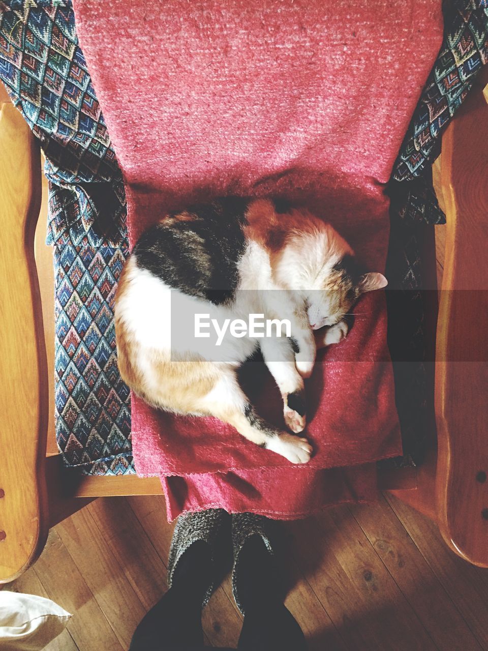 Cat sleeping on chair