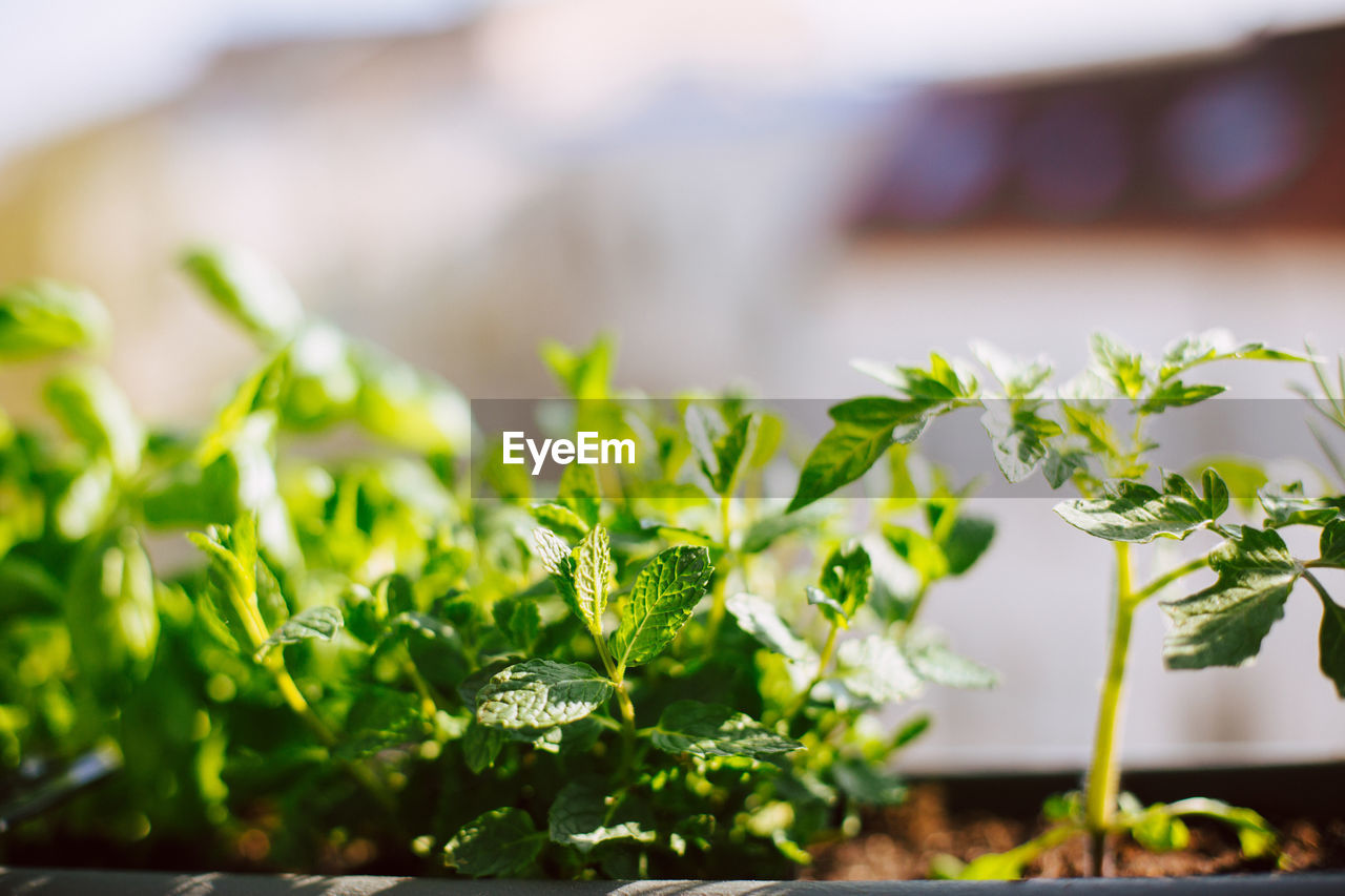 Close-up of herbs growing in balcony