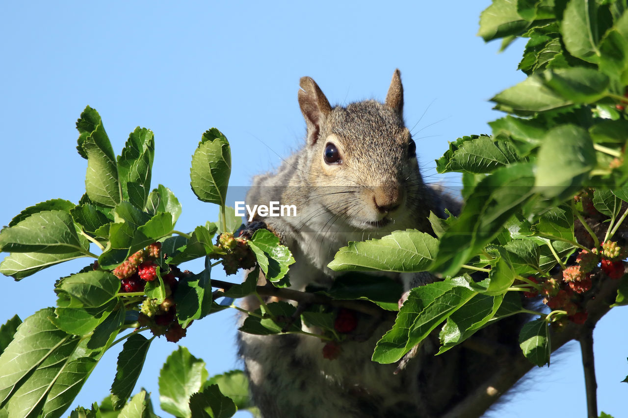 Close-up of squirrel on tree against sky