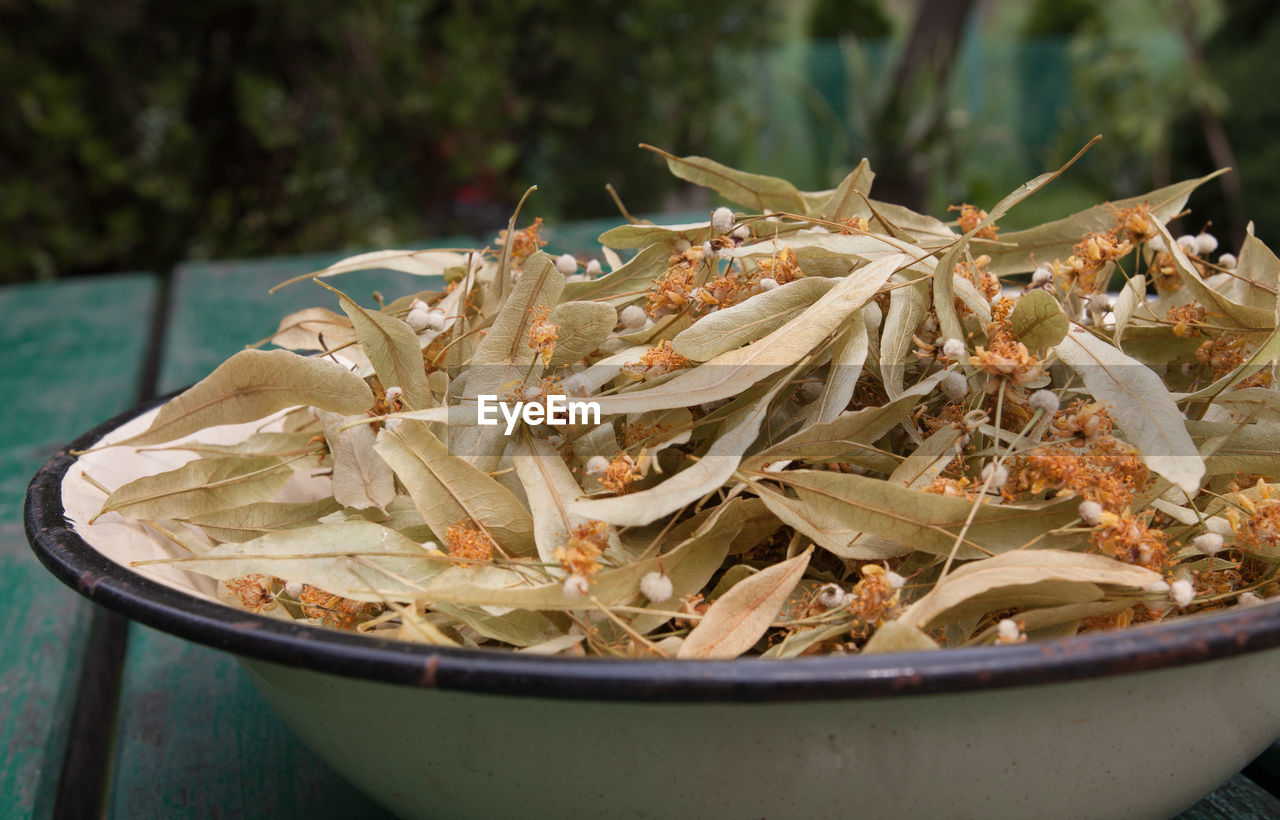 Leaves and blossom of lime from linden tree used as a herbal remedy, domestic medicine concept
