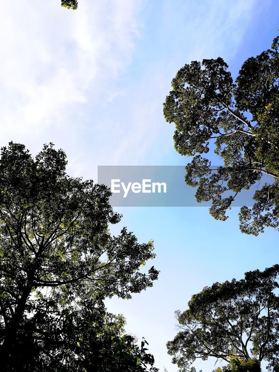 Low angle view of trees in forest against sky