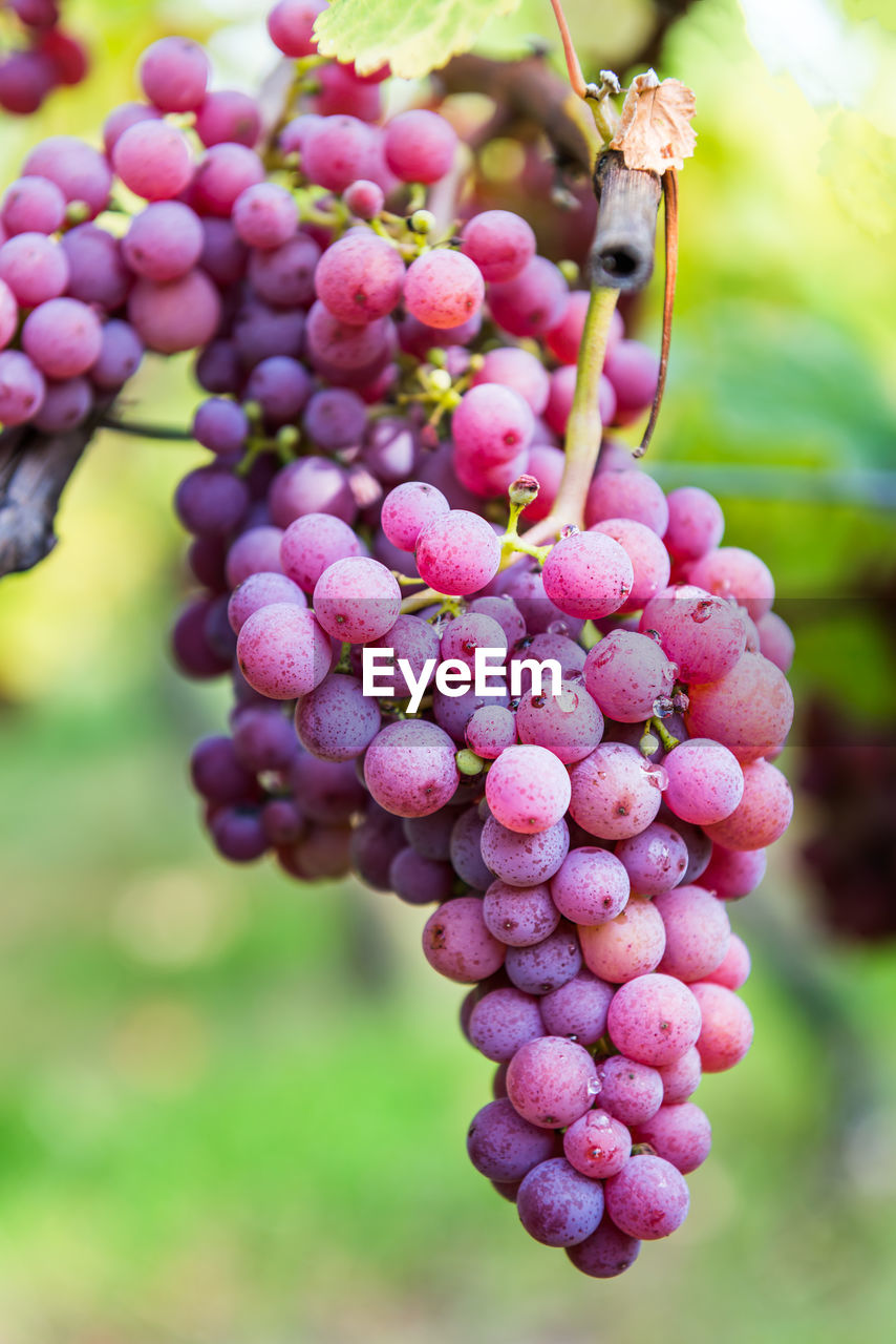 CLOSE-UP OF GRAPES IN VINEYARD