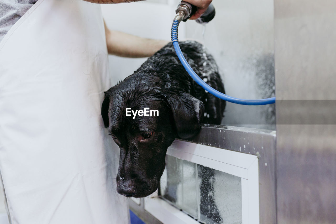 BLACK DOG DRINKING WATER FROM PIPE