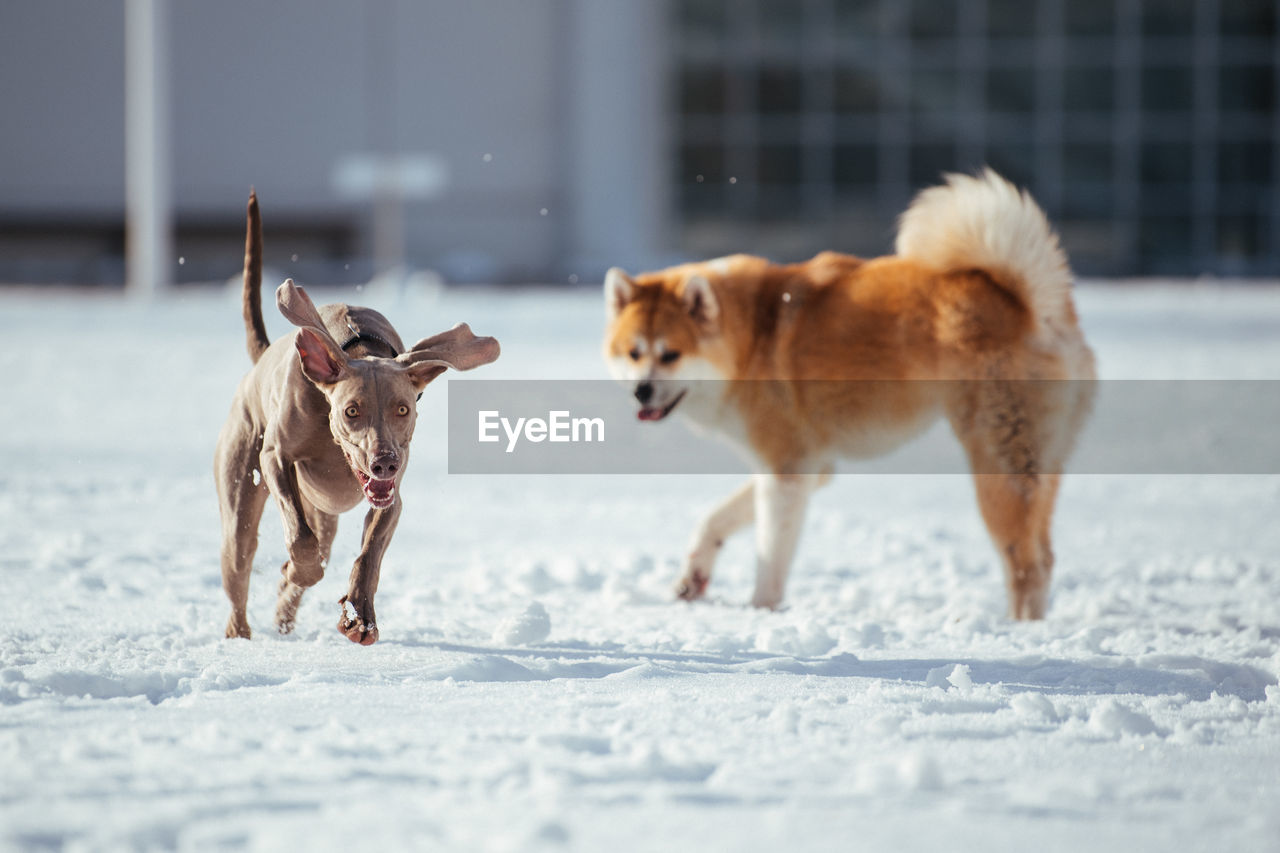 Dogs on snow covered land