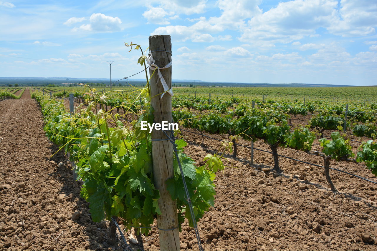 Scenic view of vineyard against sky