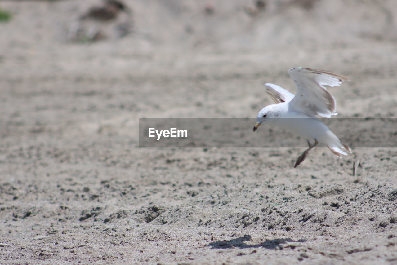 SEAGULL FLYING OVER A BEACH