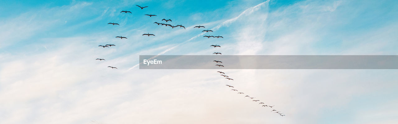 Large group flock of pelicans seagulls birds flying in blue sky on summer sunset. web banner header 