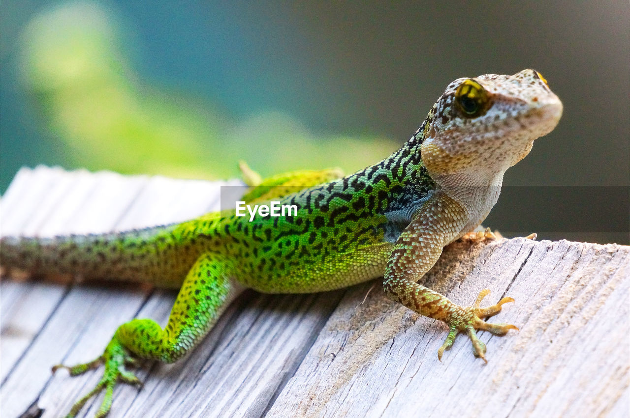 CLOSE-UP OF A LIZARD