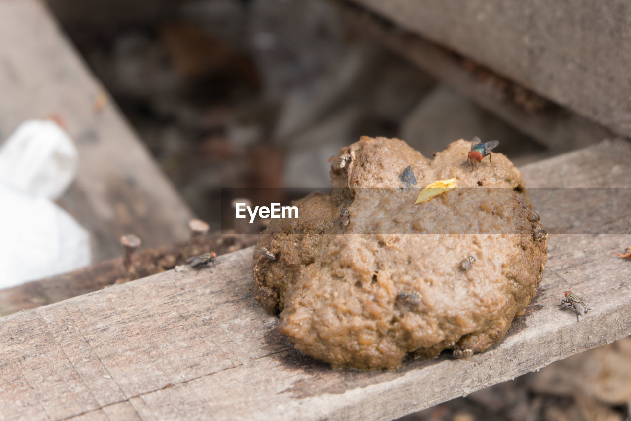 Feces on wood floor