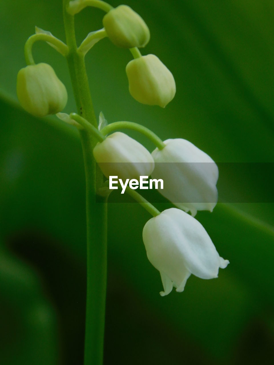 CLOSE-UP OF FRESH WHITE FLOWER BUDS