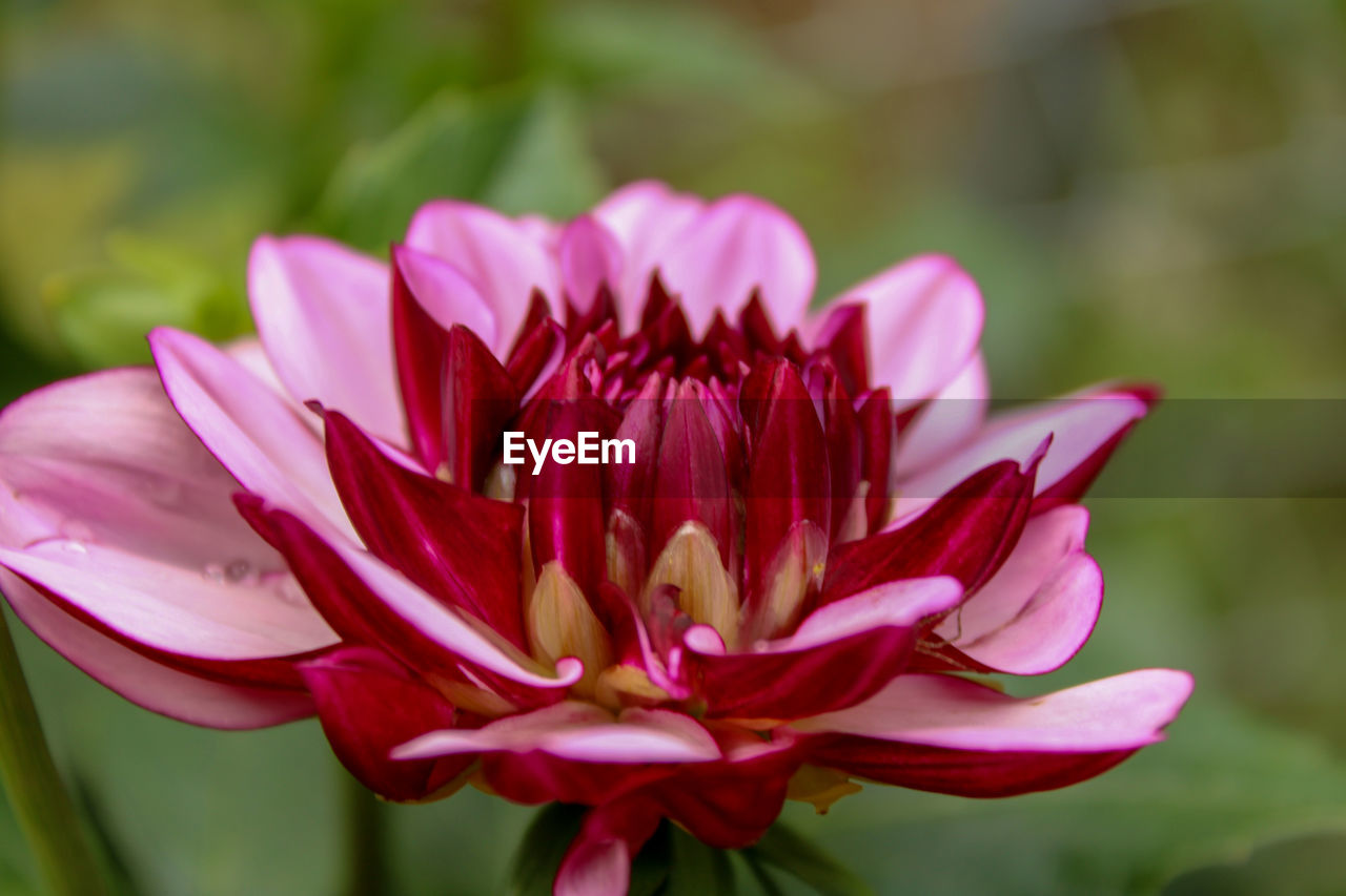 flower, flowering plant, plant, freshness, beauty in nature, petal, pink, close-up, flower head, nature, fragility, inflorescence, macro photography, focus on foreground, blossom, growth, magenta, no people, outdoors, springtime, leaf, red, vibrant color, water, plant part, water lily, plant stem