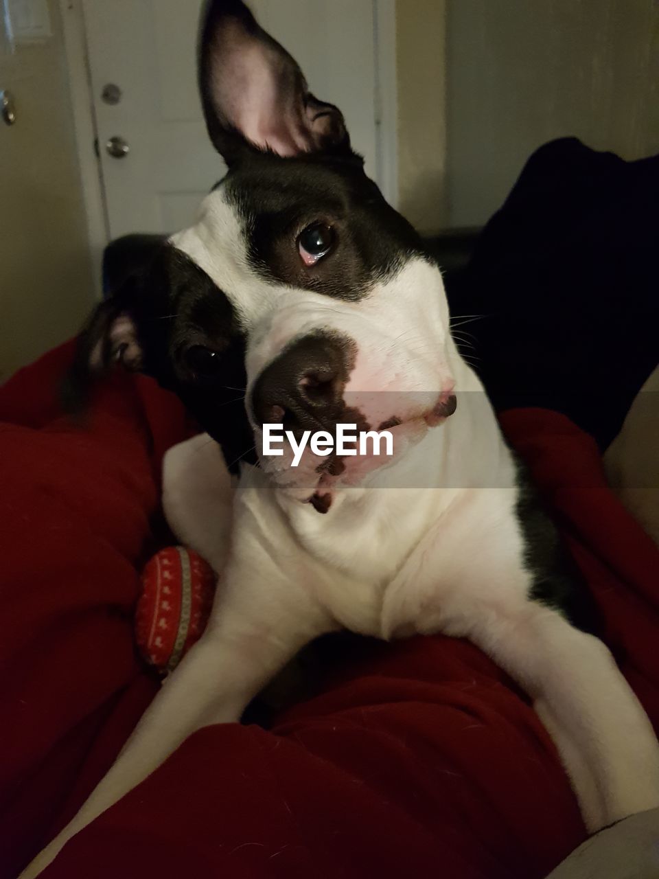 CLOSE-UP OF DOG SITTING ON SOFA IN BEDROOM